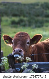 Cow peering over a fence
