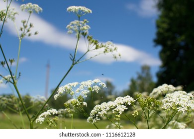 
Cow Petrushka (Anthriscus sylvestris), against the background of the blue sky. Belarus.