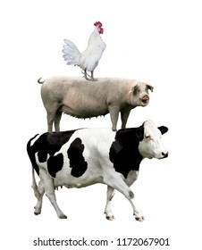 Cow, Pig, Rooster Stand On Each Other