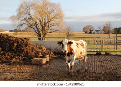 Cow With A Pile Of Manure