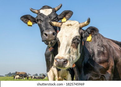 Cow Playfully Cuddling With Another Cow In A Pasture Under A Blue Sky, Duo Heads Close Together