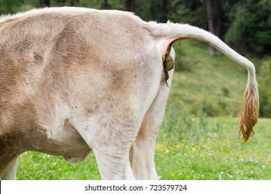 Cow pooing on a field in Austria