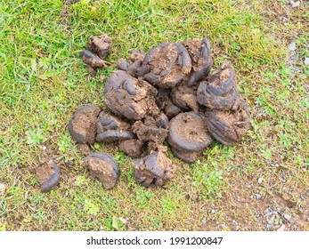 Cow Poop Asturias Spain Stock Photo 1991200847 | Shutterstock