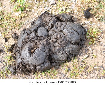 1,672 Image Cow Poop Images, Stock Photos & Vectors | Shutterstock