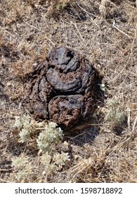 Cow Poop Feces At Ranch - Ventura County, CA