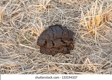 cow poop on the farm