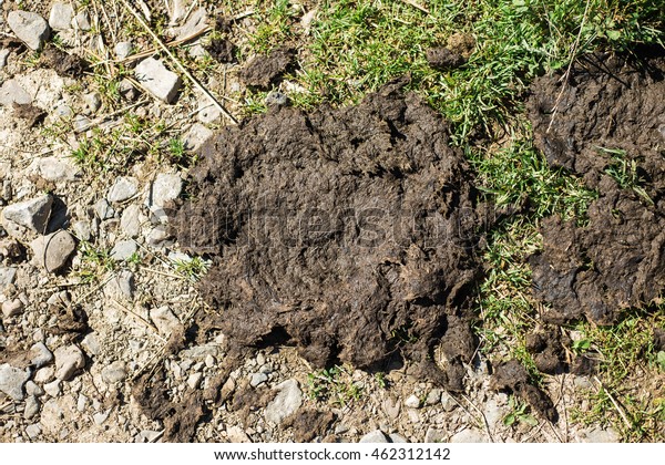 Cow Poop On Soil Farm Yard Stock Photo Edit Now 462312142