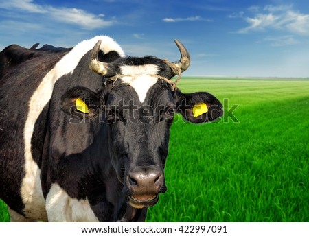 Similar – cow Organic produce Nature