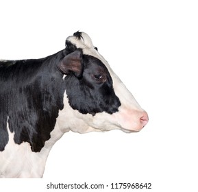 Cow Portrait Close Up Isolated On White. Funny Cute Black And White Spotted Cow Head Isolated On White. Farm Animals