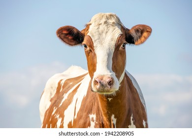 Cow portrait, a cute and calm red bovine, with white blaze, pink nose and friendly expression, adorable - Shutterstock ID 1942208905