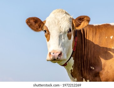 Cow Portrait, A Cute And Calm Red Bovine, Eye Patches, Fleckvieh, Pink Nose And Friendly Expression, Adorable