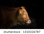 Cow portrait dark background