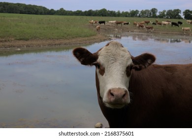 Cow Portrait With A Lake And Heard Of Cows In The Background On A Summer Day In Sweden