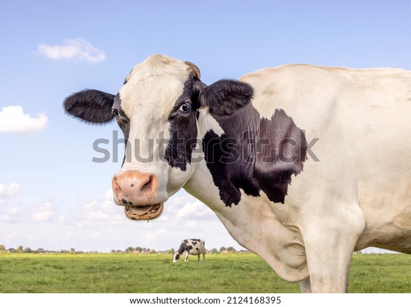 Cow portrait,\
mouth open eating, the head of a black and white one showing teeth\
tongue and gums while\
chewing