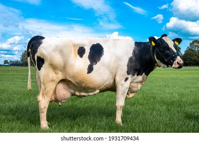 
    Cow with a production of 100,000 kilograms of milk - Shutterstock ID 1931709434
