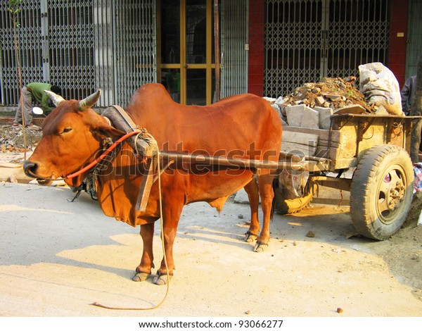 cart cow