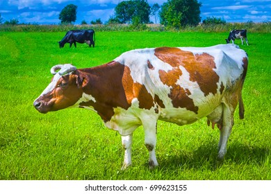 Cow Red Spots Cow On Green Stock Photo 699623155 | Shutterstock
