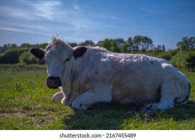 A Cow Relaxing In The Country Side Of England 