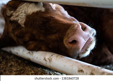 cow resting her head on a bar, close up on her nose