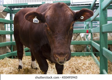 Cow With A Ring On Its Nose