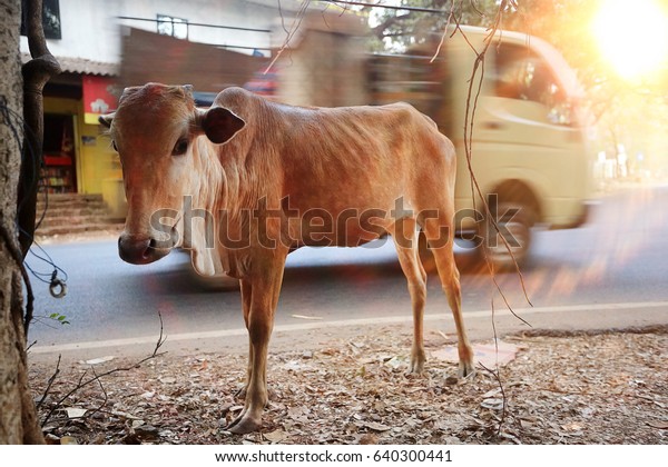 cow road car day\
india