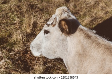 A Cow Ruminates On A Prairie In The Maritime Alps