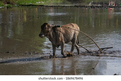 Cow Running Away From The Crowd