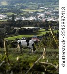 
Cow in a rural field in São Migue