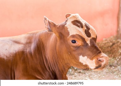 Cow Sad