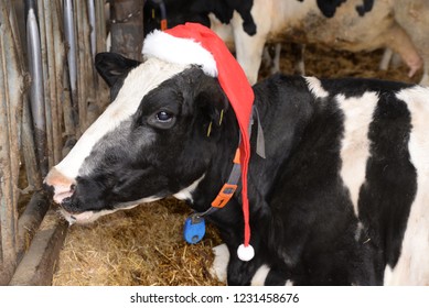 cow with hat