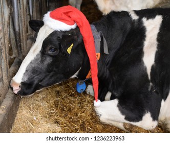 cow with hat