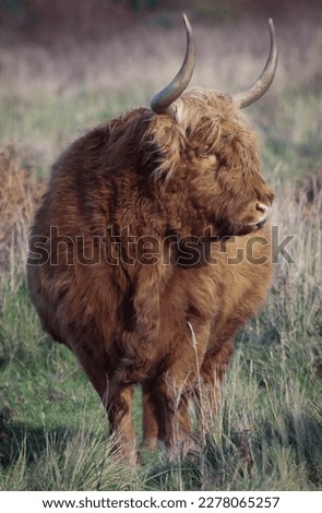 cow scottishhighlander animal cattle highlandcow nature