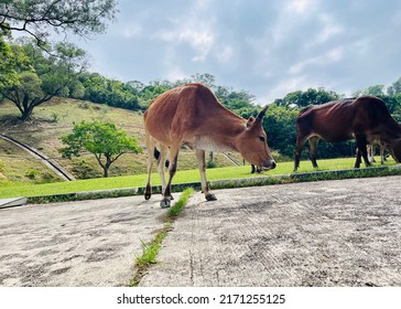 Cow In Sham Tseng, Hong Kong