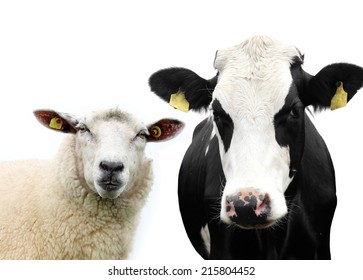  Cow And Sheep Isolated