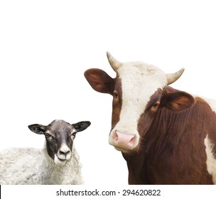 Cow And Sheep Looking At The White Background