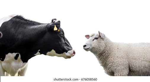  Cow And Sheep On A White Background