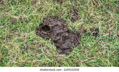 Cow shit on pasture. Processing of excrement into fertilizer. Natural compost for agriculture. Fresh organic cow dung in green grass.