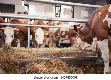 A Cow Simmental race is eaten in a barn with other cows.