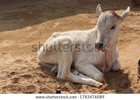 A cow is sitting in the dirt. High quality photo