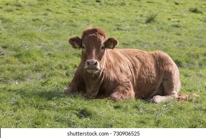 Cow Sitting On Grass