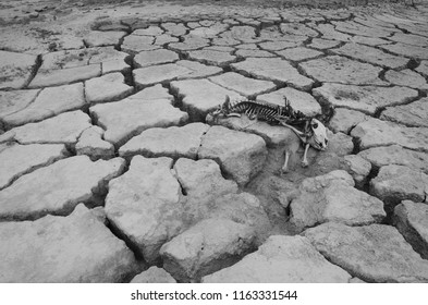 A cow skeleton lies in a dried up lake bed along the Santa Cruz trail near Huaraz, Peru