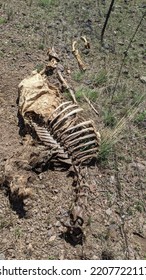 Cow Skeleton Near Williams, Arizona