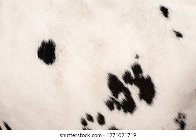 Cow Skin Hairy Pattern And Texture