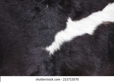 Cow Skin Texture