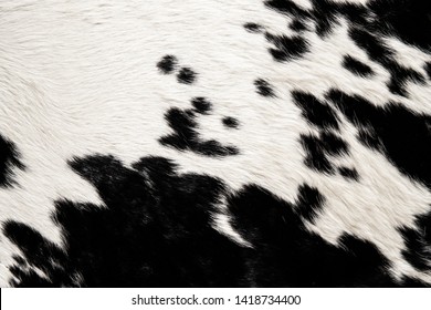 cow skin texture and background