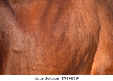 cow skin texture background, cow leather with fur background