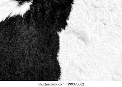 Cow Skin Texture - Closeup Fur Fashion