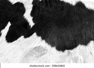 Cow Skin Texture - Closeup Fur Fashion Grey Background Black And White