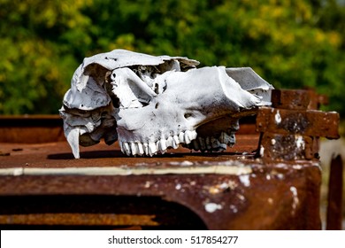 Cow Skull In Abandoned Pripyat City. Chernobyl Exclusion Zone. Zone Of High Radioactivity. Dead City. Exclusive Design For Horror And Rage Rooms. Autumn In Zone Of Exclusion. Chernobyl. Ukraine.