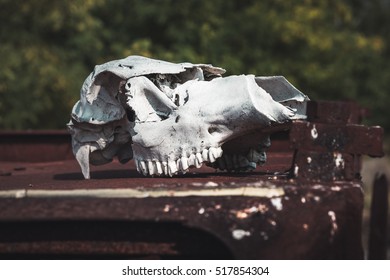 Cow Skull In Abandoned Pripyat City. Chernobyl Exclusion Zone. Zone Of High Radioactivity. Dead City. Exclusive Design For Horror And Rage Rooms. Autumn In Zone Of Exclusion. Chernobyl. Ukraine.